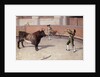 Bullfighting Scene by Anonymous