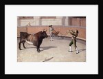 Bullfighting Scene by Anonymous