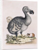 The Dodo by Anonymous