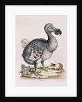 The Dodo by Anonymous