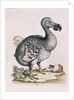 The Dodo by Anonymous