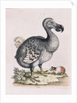 The Dodo by Anonymous