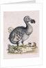 The Dodo by Anonymous
