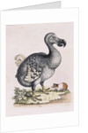 The Dodo by Anonymous