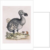 The Dodo by Anonymous