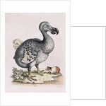 The Dodo by Anonymous