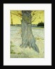 The Old Tree by Vincent Van Gogh