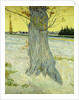 The Old Tree by Vincent Van Gogh