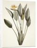Bird of Paradise by Pierre Joseph Redoute