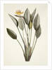 Bird of Paradise by Pierre Joseph Redoute