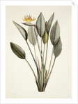 Bird of Paradise by Pierre Joseph Redoute