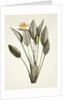 Bird of Paradise by Pierre Joseph Redoute
