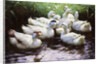 Ashore (Ducks) by Alexander Koester