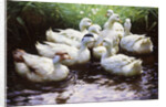 Ashore (Ducks) by Alexander Koester