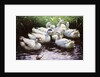 Ashore (Ducks) by Alexander Koester