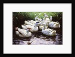 Ashore (Ducks) by Alexander Koester