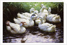 Ashore (Ducks) by Alexander Koester