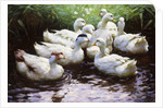Ashore (Ducks) by Alexander Koester