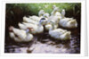 Ashore (Ducks) by Alexander Koester
