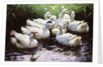 Ashore (Ducks) by Alexander Koester