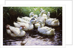 Ashore (Ducks) by Alexander Koester