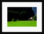 Myrdal. Biking down to Flam on the Sognefjord. by Anonymous