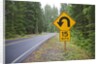 A signpost on a forest road warning of a U turn in the Cascade Mountains of Central Oregon by Corbis