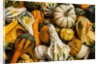 Pumpkins, gouds and winter squash for sale by Anonymous