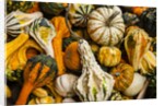Pumpkins, gouds and winter squash for sale by Anonymous