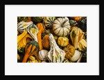 Pumpkins, gouds and winter squash for sale by Anonymous