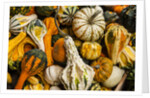 Pumpkins, gouds and winter squash for sale by Anonymous