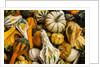 Pumpkins, gouds and winter squash for sale by Anonymous