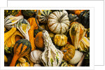 Pumpkins, gouds and winter squash for sale by Anonymous