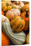 Pumpkins, gouds and winter squash for sale by Anonymous