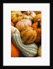 Pumpkins, gouds and winter squash for sale by Anonymous