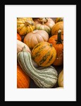 Pumpkins, gouds and winter squash for sale by Anonymous