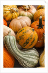 Pumpkins, gouds and winter squash for sale by Anonymous