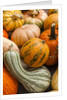 Pumpkins, gouds and winter squash for sale by Anonymous