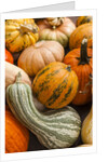 Pumpkins, gouds and winter squash for sale by Anonymous