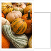 Pumpkins, gouds and winter squash for sale by Anonymous