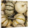 Pumpkins, gouds and winter squash for sale by Anonymous