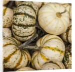 Pumpkins, gouds and winter squash for sale by Anonymous