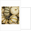 Pumpkins, gouds and winter squash for sale by Anonymous