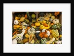 Pumpkins, gouds and winter squash for sale by Anonymous