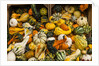 Pumpkins, gouds and winter squash for sale by Anonymous