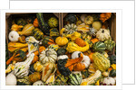 Pumpkins, gouds and winter squash for sale by Anonymous