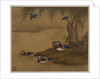 Mandarin ducks playing on a willow bank from an album of bird paintings by Gao Qipei