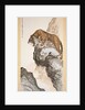 Tiger by Zhang Shanzi