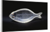 An unusual House of Faberge rock-crystal carving of a sole by Anonymous