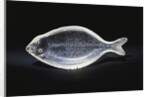 An unusual House of Faberge rock-crystal carving of a sole by Anonymous
